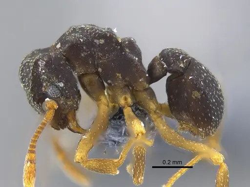 Cyphomyrmex rimosus specimen CBUMAGENT41999 image cbumagent41999_3
