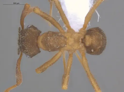 Cyphomyrmex rimosus specimen ECOFOG-GRS21-0010-04 image ecofog-grs21-0010-04_1