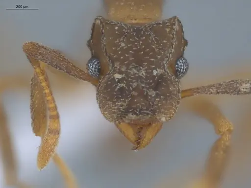 Cyphomyrmex rimosus specimen ECOFOG-GRS21-0010-04 image ecofog-grs21-0010-04_2