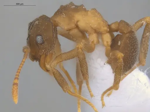 Cyphomyrmex rimosus specimen ECOFOG-GRS21-0010-04 image ecofog-grs21-0010-04_3