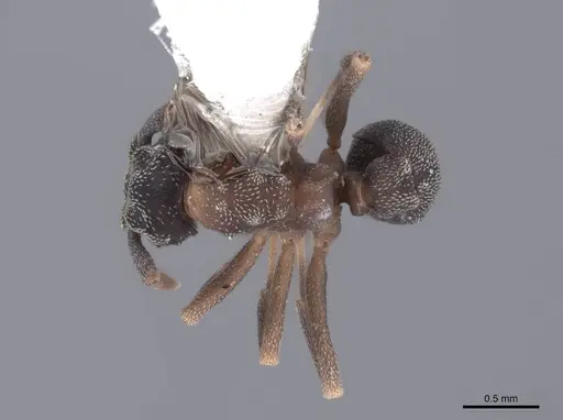 Cyphomyrmex rimosus specimen FMNHINS0000046091 image fmnhins0000046091_1