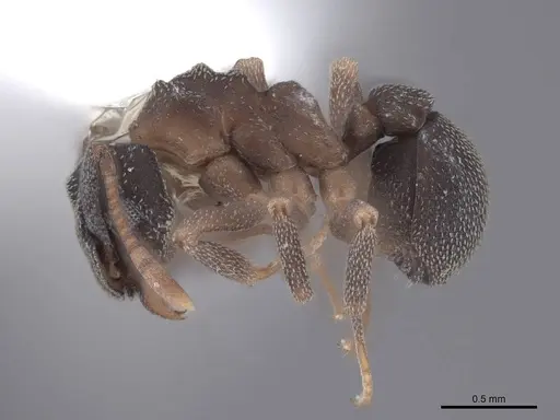 Cyphomyrmex rimosus specimen FMNHINS0000046091 image fmnhins0000046091_3
