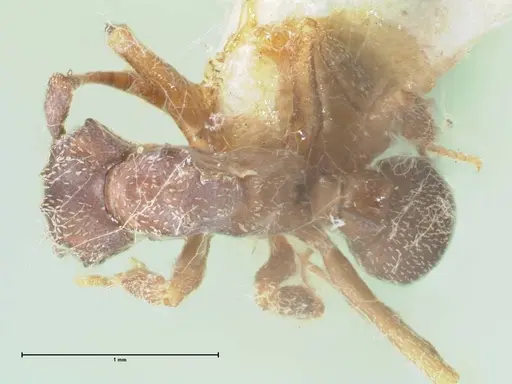Cyphomyrmex rimosus specimen FOCOL1761 image focol1761_1