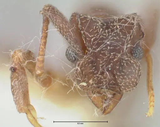 Cyphomyrmex rimosus specimen FOCOL1761 image focol1761_2