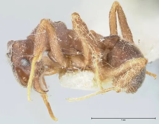 Cyphomyrmex rimosus specimen FOCOL1761 image focol1761_3