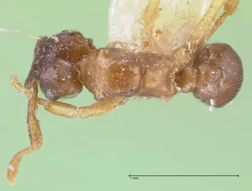 Cyphomyrmex rimosus specimen FOCOL1762 image focol1762_1