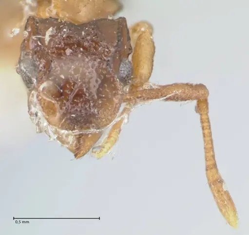 Cyphomyrmex rimosus specimen FOCOL1762 image focol1762_2