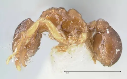 Cyphomyrmex rimosus specimen FOCOL1762 image focol1762_3