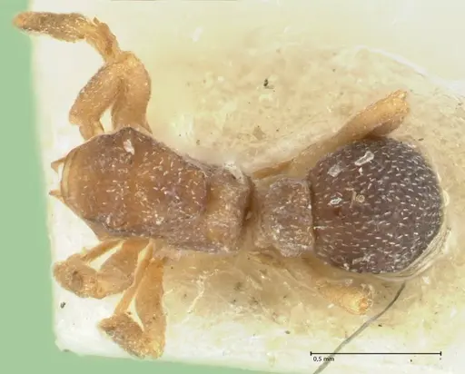 Cyphomyrmex rimosus specimen FOCOL1763 image focol1763_1