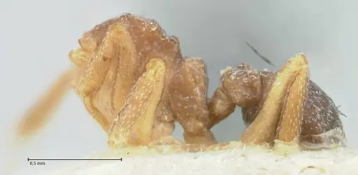 Cyphomyrmex rimosus specimen FOCOL1763 image focol1763_2