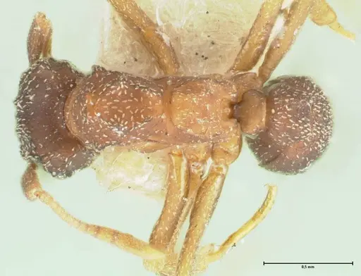 Cyphomyrmex rimosus specimen FOCOL1770 image focol1770_1