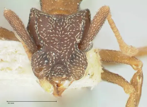 Cyphomyrmex rimosus specimen FOCOL1770 image focol1770_2