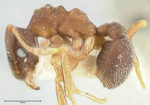 Cyphomyrmex rimosus specimen FOCOL1770 image focol1770_3