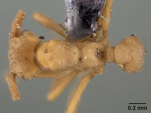 Cyphomyrmex rimosus specimen USNMENT00446338 image usnment00446338_1