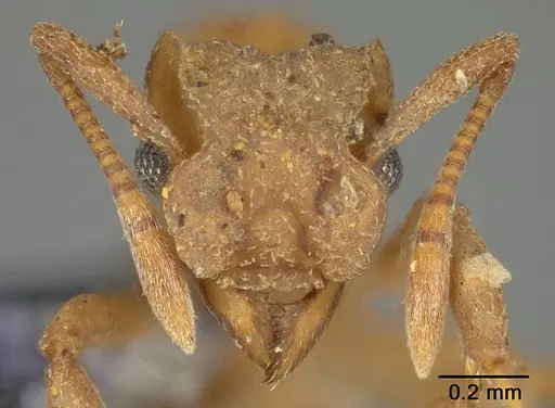 Cyphomyrmex rimosus specimen USNMENT00446338 image usnment00446338_2