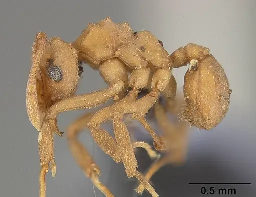 Cyphomyrmex rimosus specimen USNMENT00446338 image usnment00446338_3