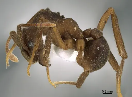 Cyphomyrmex salvini specimen CASENT0643400 image casent0643400_1