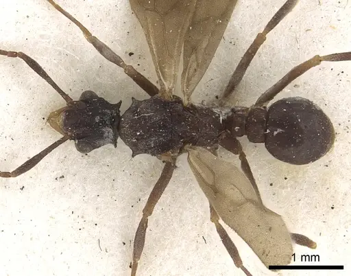 Cyphomyrmex salvini specimen CASENT0901668 image casent0901668_1