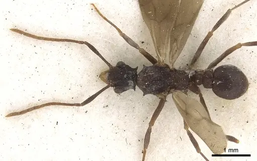 Cyphomyrmex salvini specimen CASENT0901668 image casent0901668_2