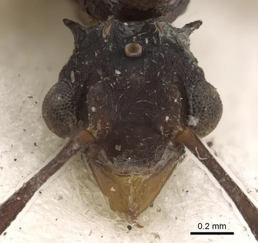 Cyphomyrmex salvini specimen CASENT0901668 image casent0901668_3