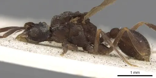 Cyphomyrmex salvini specimen CASENT0901668 image casent0901668_4