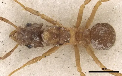 Cyphomyrmex salvini specimen CASENT0901669 image casent0901669_1
