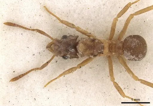 Cyphomyrmex salvini specimen CASENT0901669 image casent0901669_2