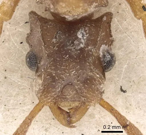 Cyphomyrmex salvini specimen CASENT0901669 image casent0901669_3
