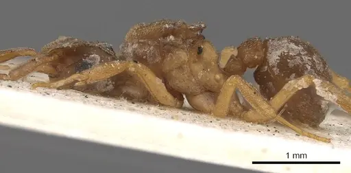 Cyphomyrmex salvini specimen CASENT0901669 image casent0901669_4
