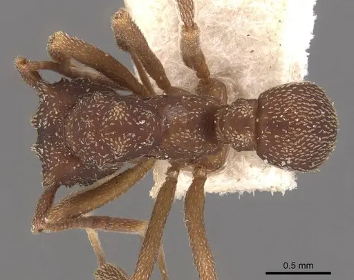 Cyphomyrmex salvini specimen CASENT0909382 image casent0909382_1
