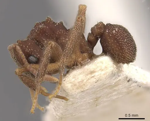Cyphomyrmex salvini specimen CASENT0909382 image casent0909382_3