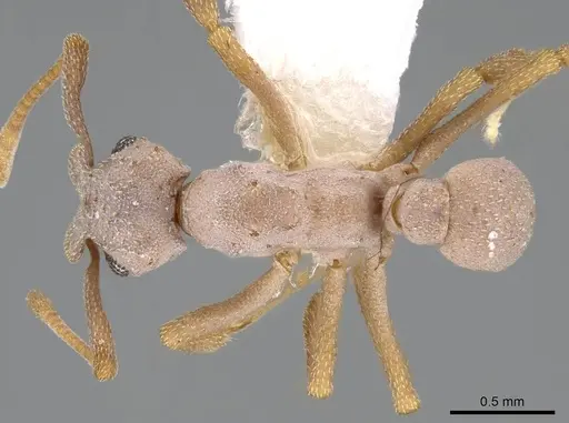 Cyphomyrmex salvini specimen CASENT0922138 image casent0922138_1