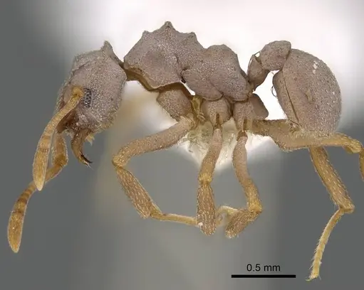 Cyphomyrmex salvini specimen CASENT0922138 image casent0922138_3