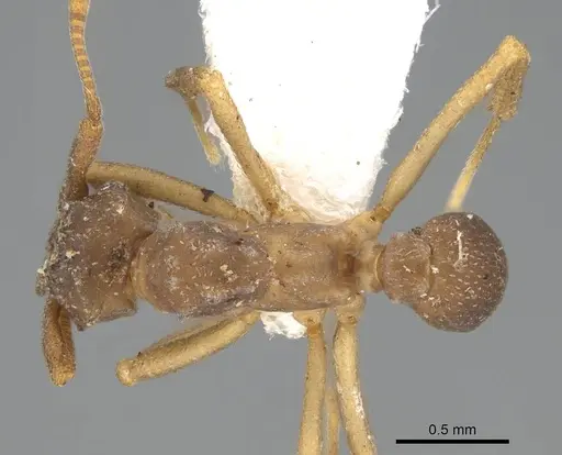 Cyphomyrmex salvini specimen CASENT0922139 image casent0922139_1