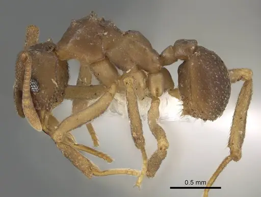 Cyphomyrmex salvini specimen CASENT0922139 image casent0922139_3