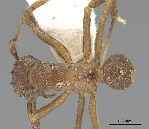 Cyphomyrmex salvini specimen CASENT0922140 image casent0922140_1