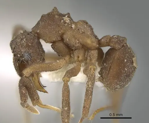 Cyphomyrmex salvini specimen CASENT0922140 image casent0922140_3
