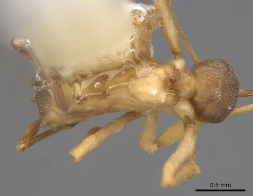 Cyphomyrmex salvini specimen CASENT0923108 image casent0923108_1