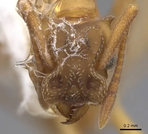 Cyphomyrmex salvini specimen CASENT0923108 image casent0923108_2