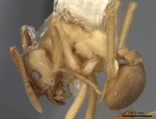 Cyphomyrmex salvini specimen CASENT0923108 image casent0923108_3