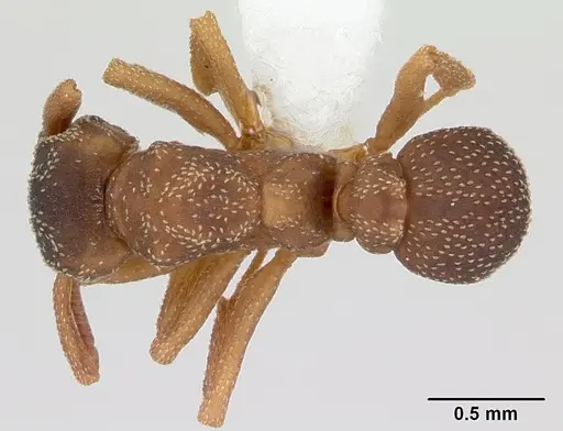Cyphomyrmex transversus specimen CASENT0173958 image casent0173958_1