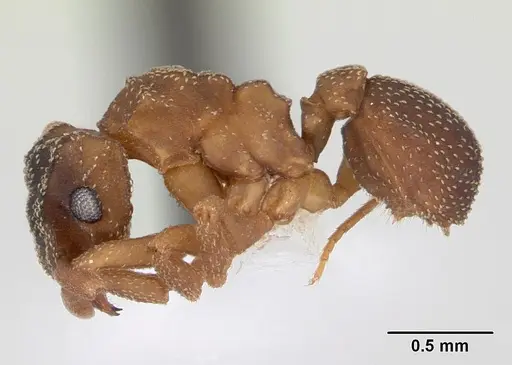 Cyphomyrmex transversus specimen CASENT0173958 image casent0173958_3