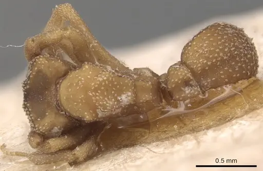 Cyphomyrmex transversus specimen CASENT0904980 image casent0904980_1