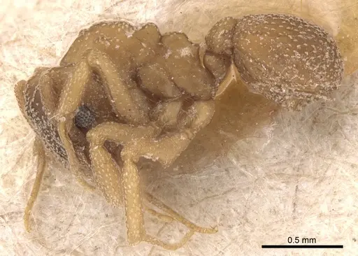 Cyphomyrmex transversus specimen CASENT0904980 image casent0904980_3