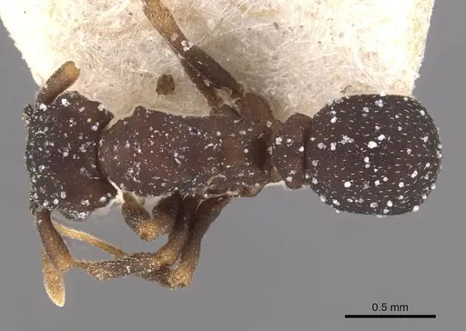 Cyphomyrmex transversus specimen CASENT0909380 image casent0909380_1
