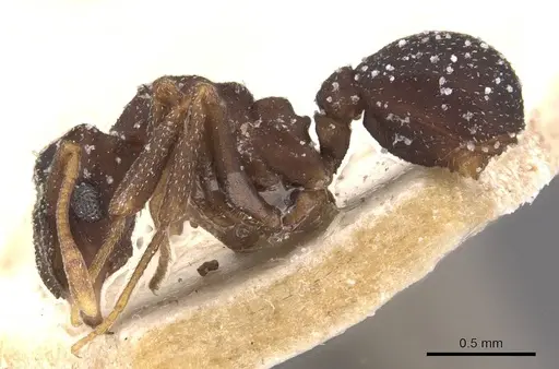 Cyphomyrmex transversus specimen CASENT0909380 image casent0909380_3
