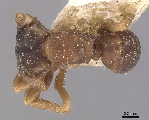 Cyphomyrmex transversus specimen CASENT0909383 image casent0909383_1