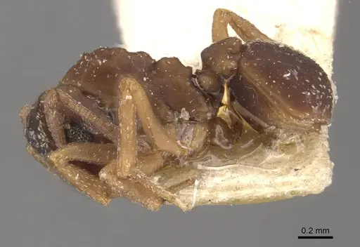 Cyphomyrmex transversus specimen CASENT0909383 image casent0909383_3