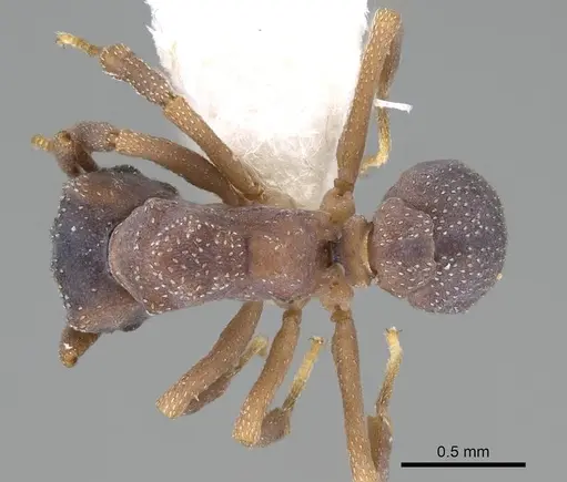 Cyphomyrmex transversus specimen CASENT0922136 image casent0922136_1