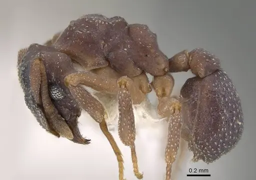 Cyphomyrmex transversus specimen CASENT0922136 image casent0922136_3